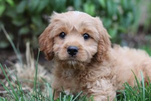 cavapoo breeders