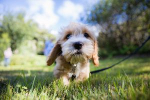 how to raise a cavoodle puppy
