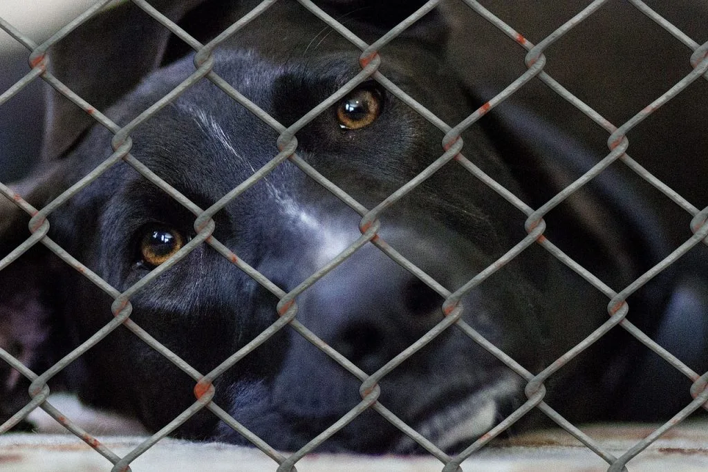 dog rescues in ontario