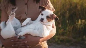How to raise a puppy