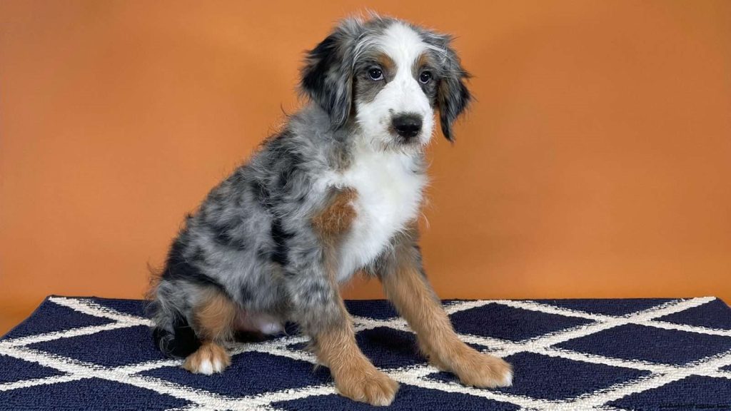 australian mountain doodle dog