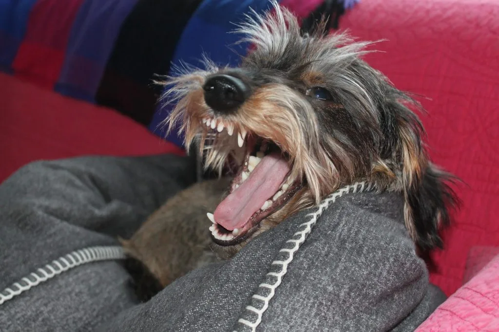 stop dog from biting