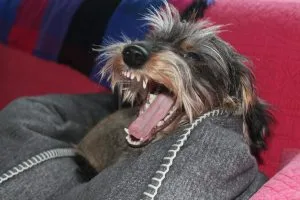 stop dog from biting