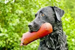 dogs easier to train