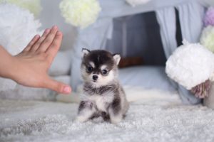 teacup pomsky