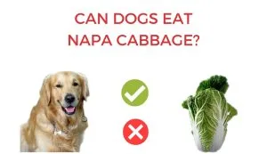 can dogs eat napa cabbage