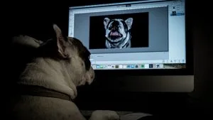 dog gadgets