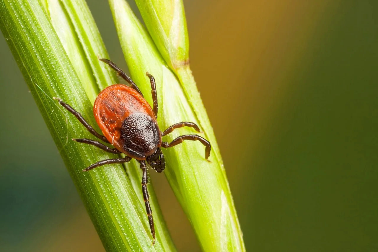 ticks in dogs
