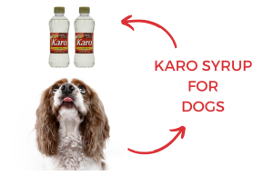 karo syrup for dogs