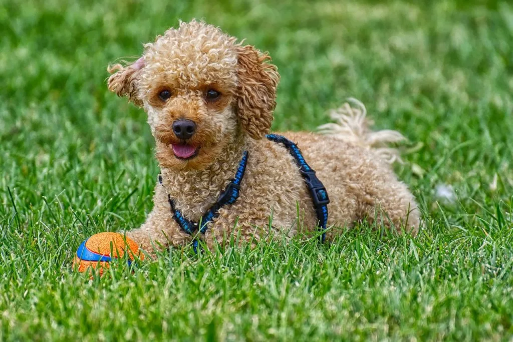 mini poodle breeders australia