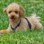 Mini Poodle puppies for sale