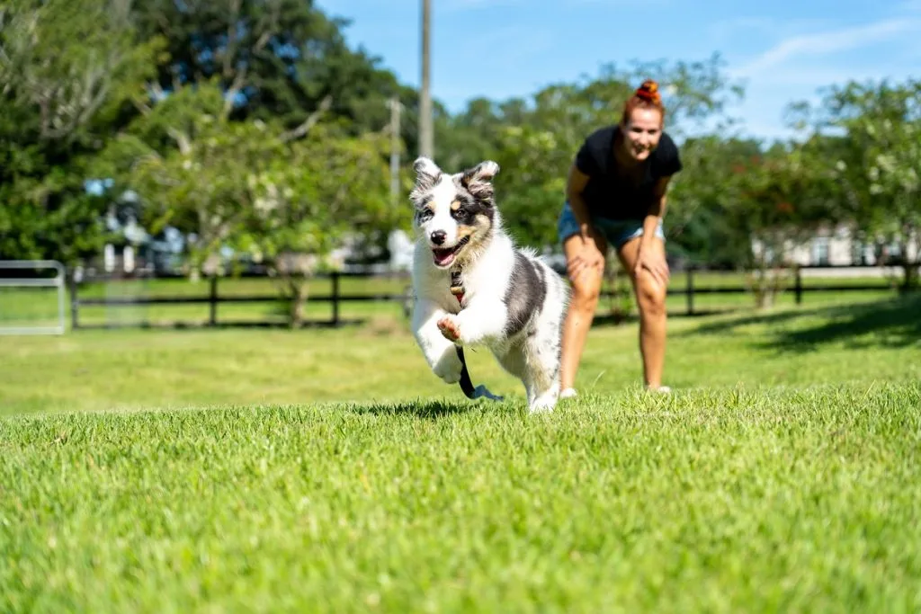 Common Injuries In Athletic Dog Breeds