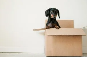 post move care for dogs