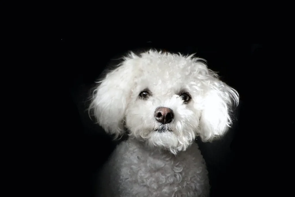 beginner-friendly dog breeds