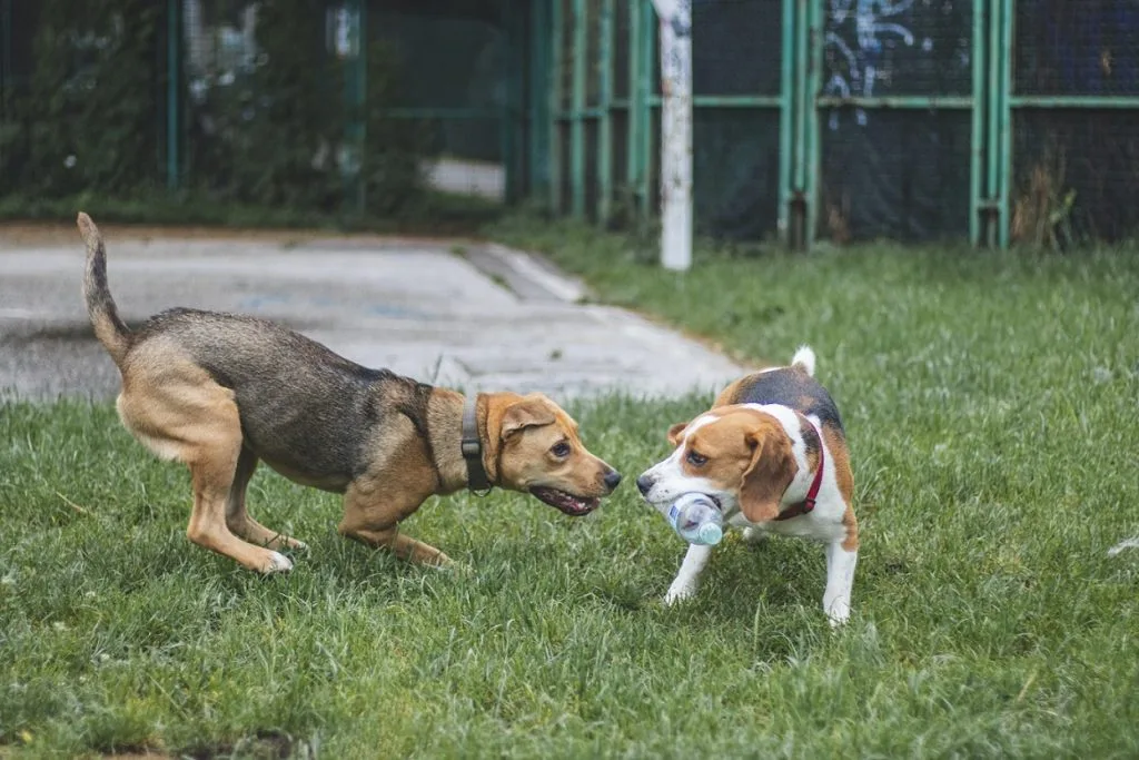 doggie daycare business