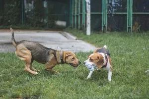 doggie daycare business