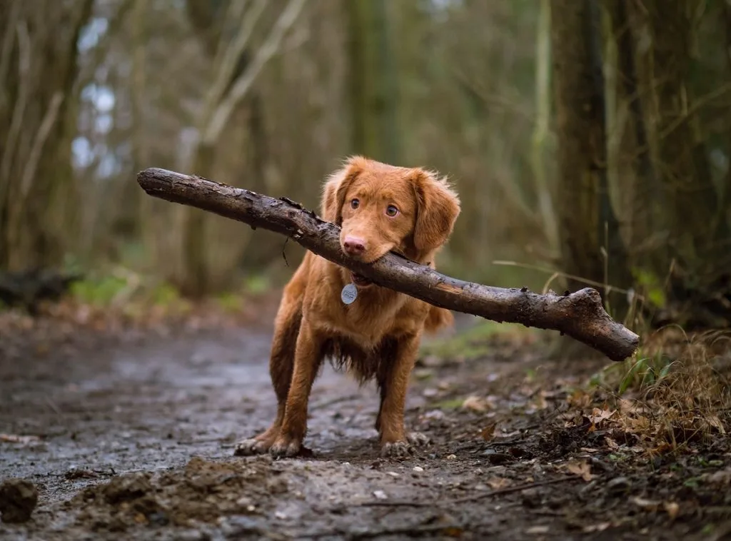 dog insurance comparison