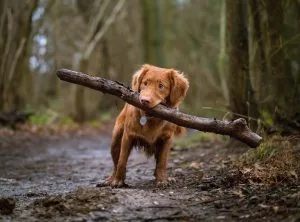 dog insurance comparison