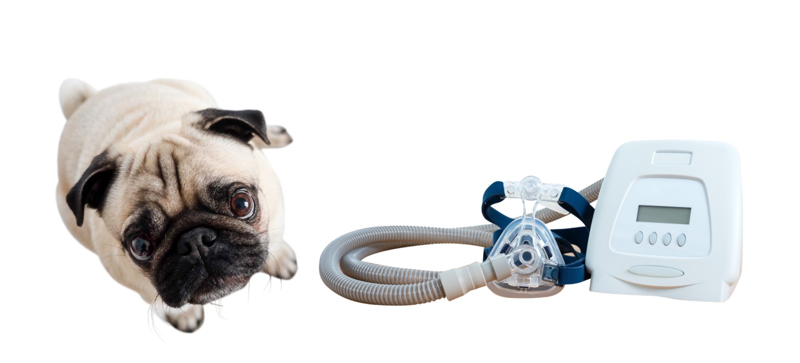 Sleep Apnea Mask For Dogs