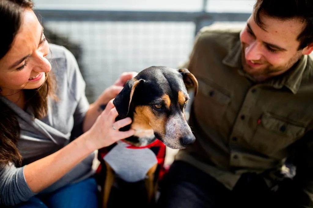 canine companions in education
