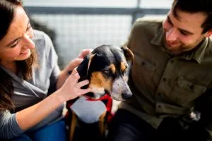 canine companions in education