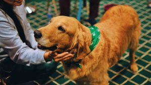 therapy dogs in colleges