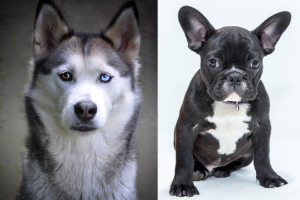 siberian husky bulldog mix