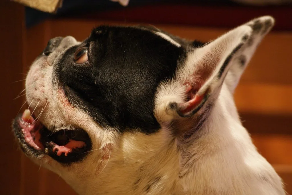 anti bark collars for dogs