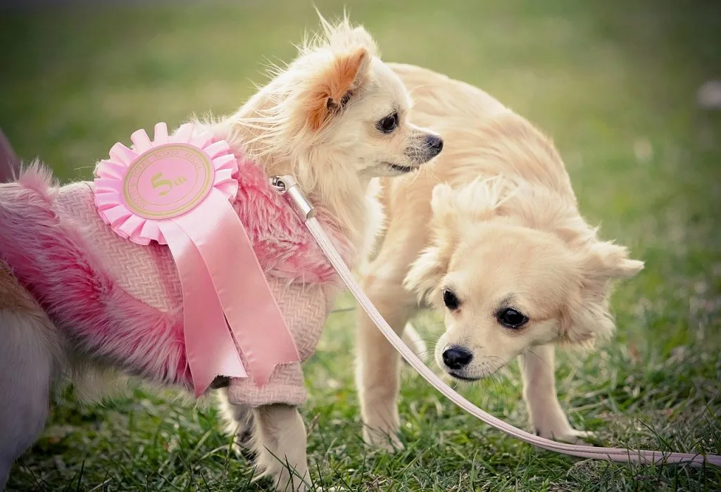 male or female puppy