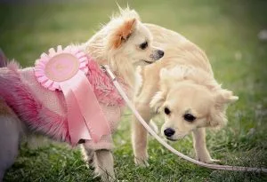 male or female puppy