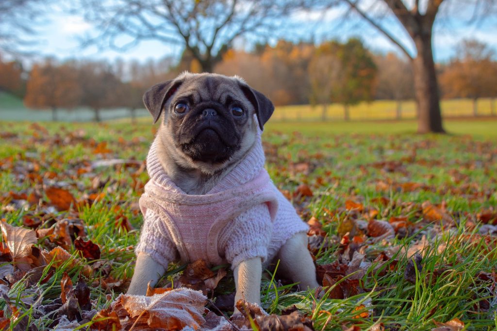 fall tips for dogs