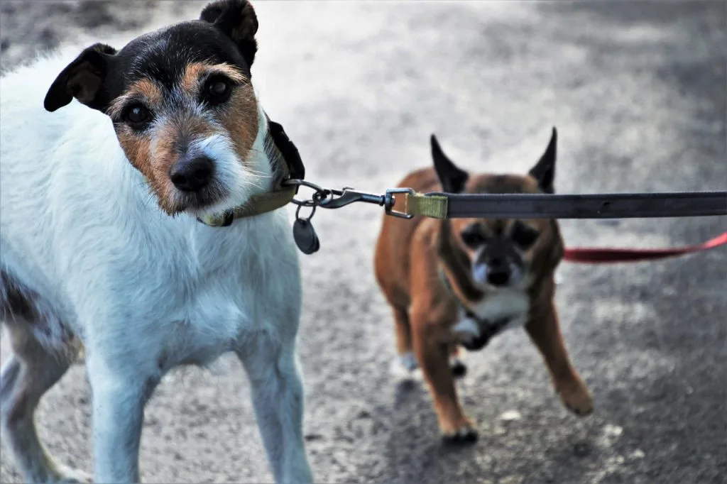 introduce dogs to each other