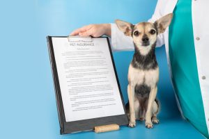 understanding pet insurance