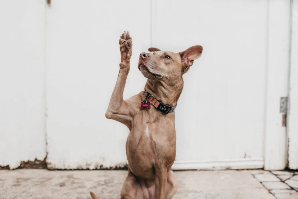 training a shy dog