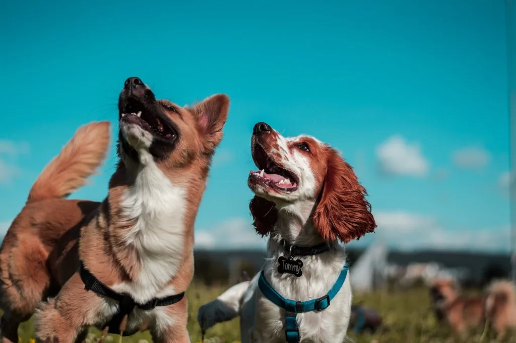 deal with separation anxiety