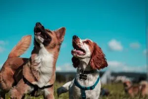 deal with separation anxiety