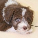 bordoodle puppies for sale