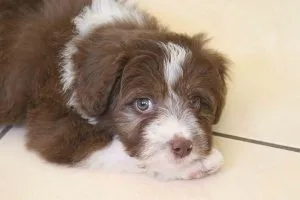 bordoodle breeders