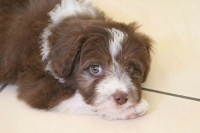 bordoodle breeders