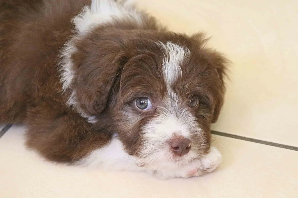 bordoodle breeders
