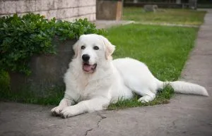 Maremma sheepdog breeders