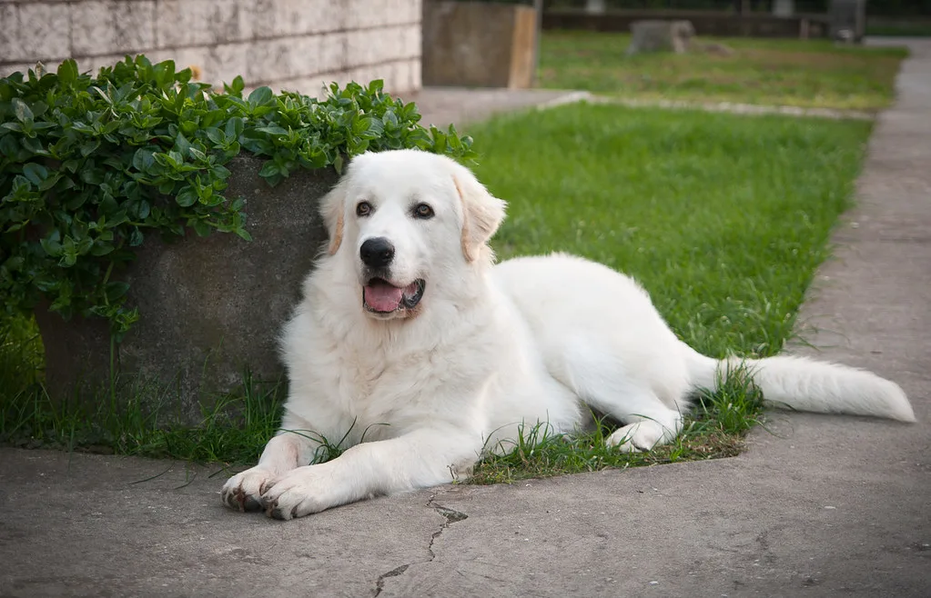 Maremma sheepdog breeders