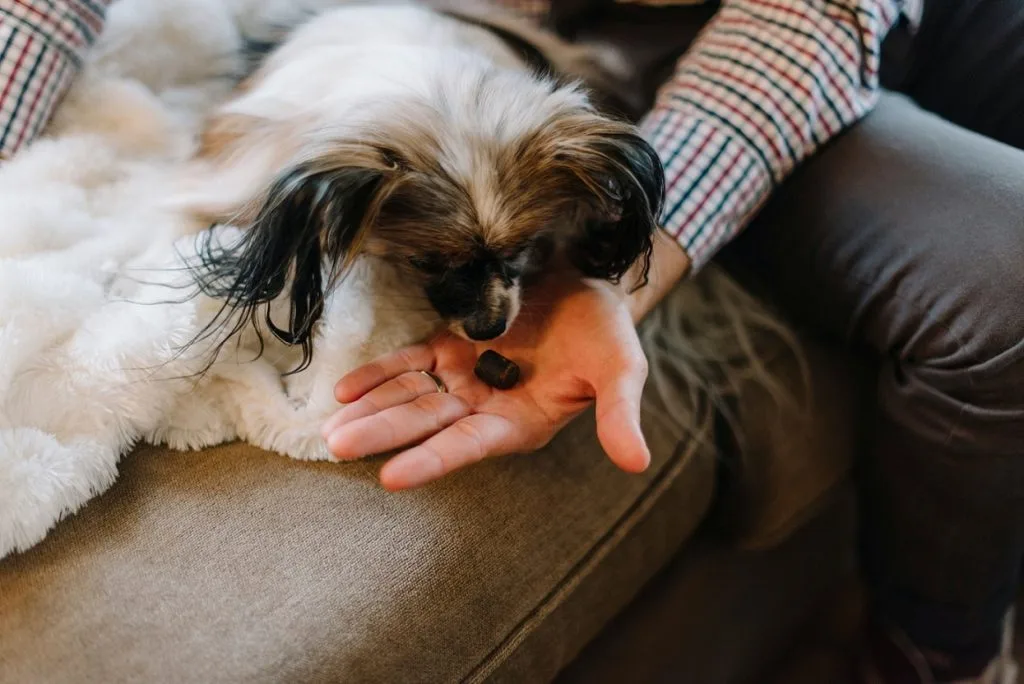 cbd treats and oil for dogs