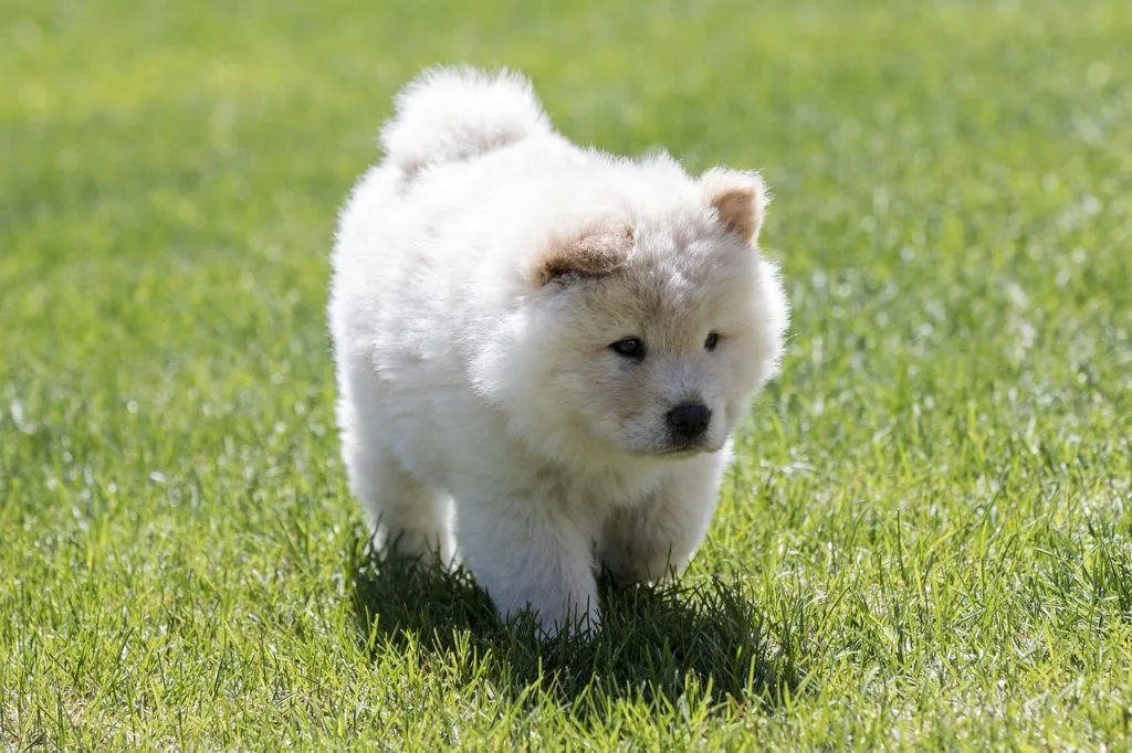 chow chow breeders canada
