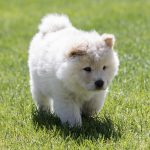 chow chow breeders canada
