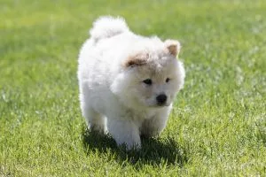 chow chow breeders canada