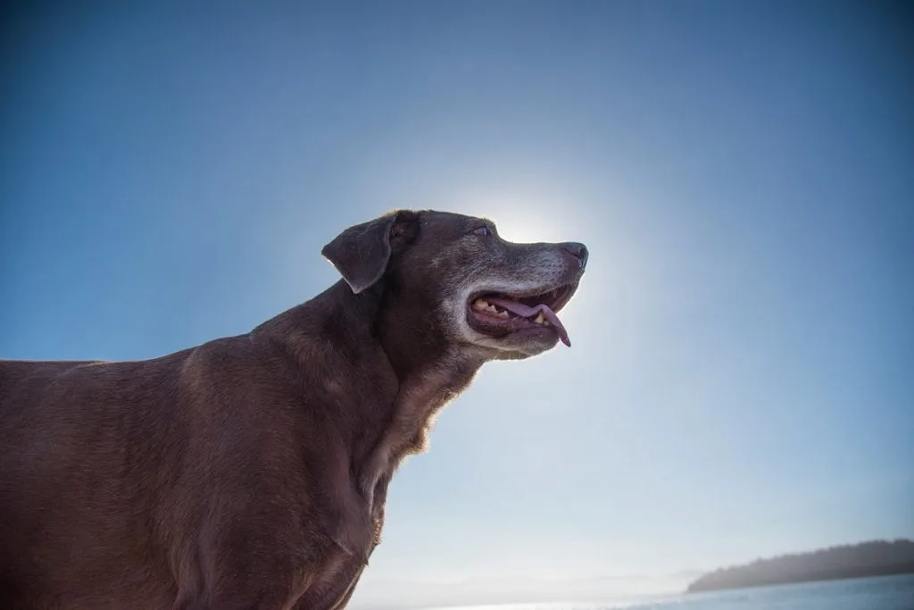 Canine Cognitive Dysfunction