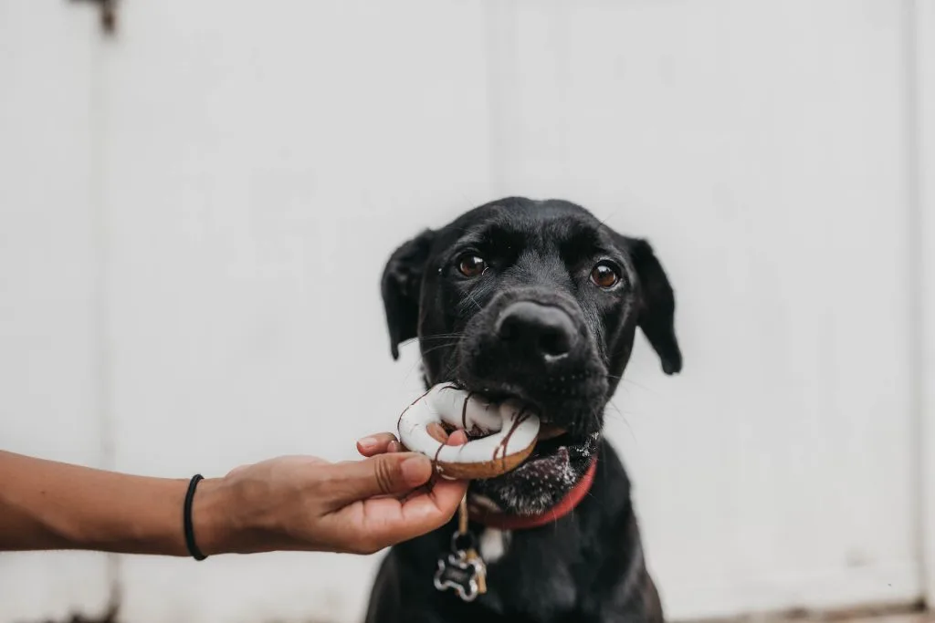 vegan diet for dogs