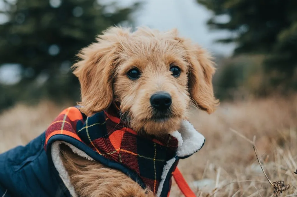 goldendoodle puppy
