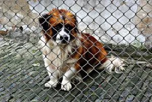 benefits of rescuing a shelter dog